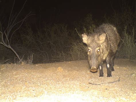 7 Strange Things You Need To Know About Javelina Abc15 Digital