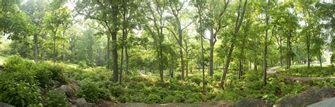 Morning Eye Candy: Azalea Garden Panorama - Plant Talk