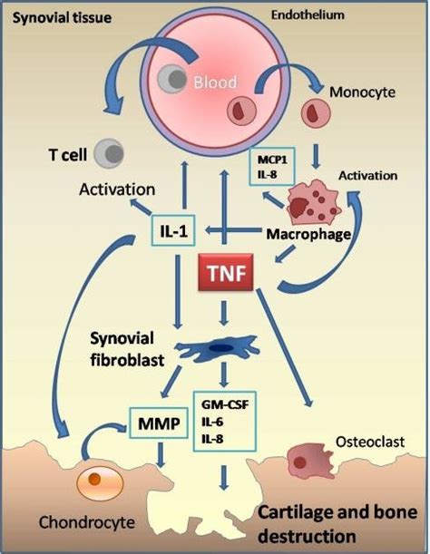 Schematic Presentation Of TNF Action In Rheumatoid Arthritis Adapted