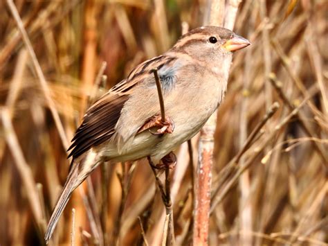 Solve Female House Sparrow Jigsaw Puzzle Online With 99 Pieces