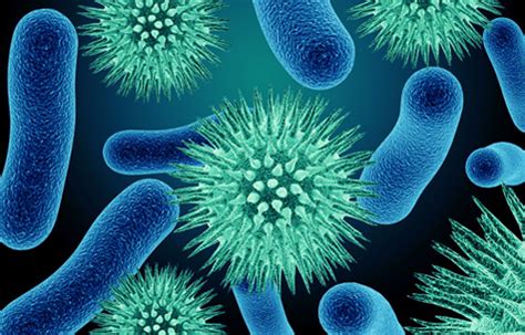 Pathogens Types And Examples And How They Spread New Health Advisor