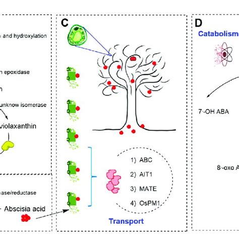 Aba Signal Transduction And The Role Of Aba Pathways In Stress Download Scientific Diagram