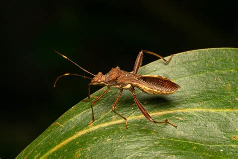 Riptortus Abdominalis From Ayr Qld Australia On December