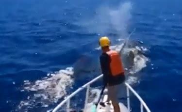 Hawaii Balena Intrappolata Nella Rete Da Pesca Un Video Drammatico