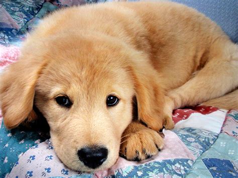 Cute Golden Retriever Puppies Wallpaper - WallpaperSafari