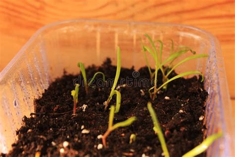 Young Shoots Of Spinach In A Pot Stock Photo Image Of Growing Food