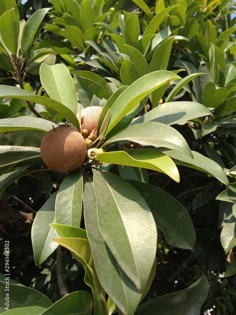 naseberry fruits with green leaves of the tree in the sun in garden ...