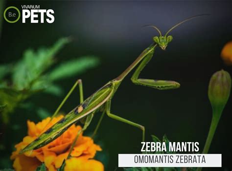 Omomantis Zebrata: A Complete Zebra Mantis Care Guide!