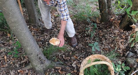 Muore Sotto Gli Occhi Dell Amico Mentre Raccoglie Funghi Nel Bosco