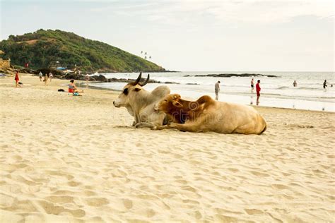 India Goa Vagator Beach Stock Photo Image Of Remote Bahrat 12073816