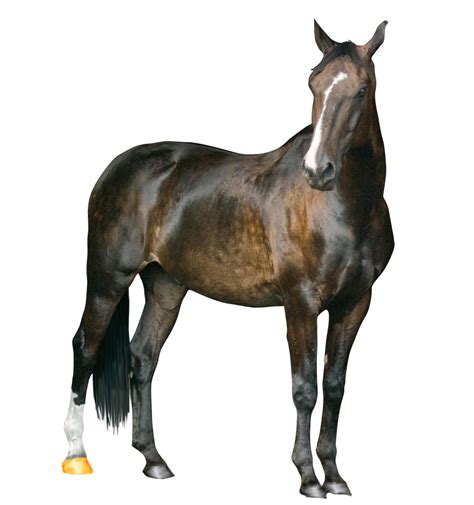 Horse Png Image Png Image Purepng Free Transparent Cc0 Png Image