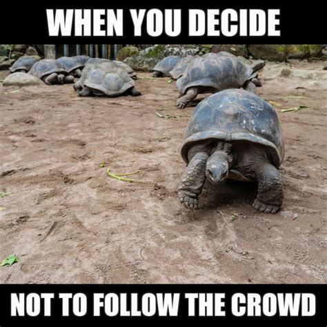 17 Cute Turtle Memes To Make You Smile or LOL