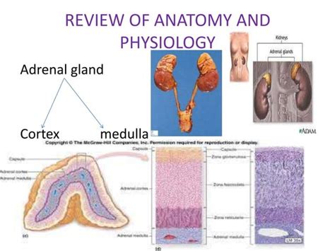 Adrenal gland disorders | PPT