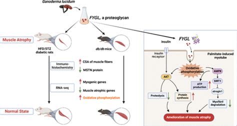 Proteoglycan Extracted From Ganoderma Lucidum Ameliorated Diabetes