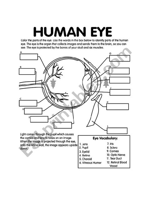 Label The Eye Esl Worksheet By Zarawamp