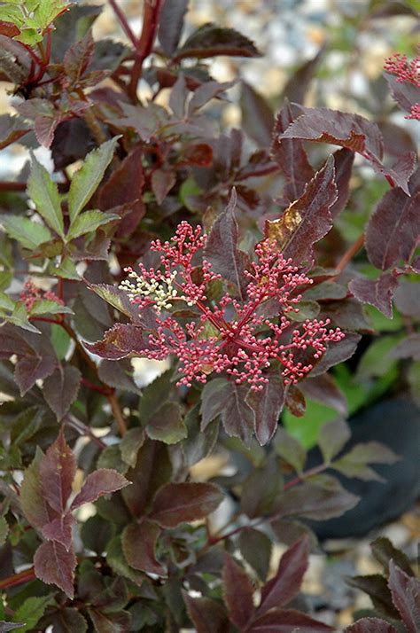 Thundercloud Elder Sambucus Nigra Thundercloud In Boston Hopkinton