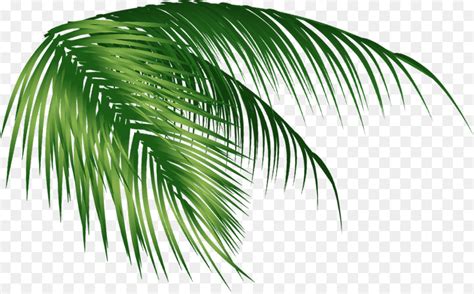 Arecaceae Coco Folha Png Transparente Gr Tis