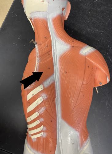 Skeletal Muscles Back Flashcards Quizlet