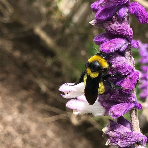 Sonoran Bumblebee Cabrillo National Monument U S National Park Service