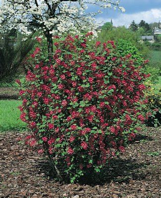 Ribes Sanguineum King Edward Vii Baumschule Frank