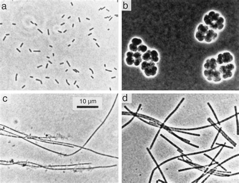 Phase-contrast photomicrographs of dominant cell forms observed in ... 