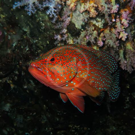 Grouper Miniatus Cephalopholis Miniata Aquatics Unlimited