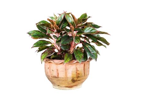 Camouflage Plant Care Guide Grow Aglaonema Pictum Tricolor