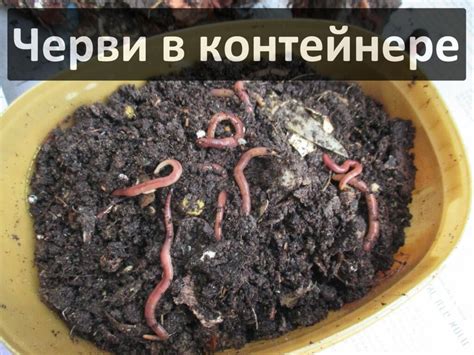 Где купить дождевого червя Старатель - Диптера