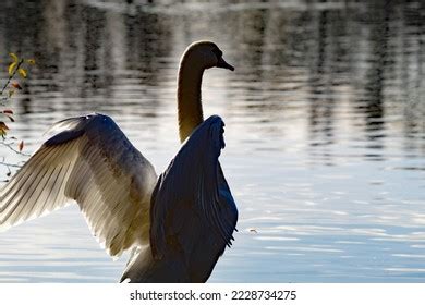 4,182 Swan Wings Spread Images, Stock Photos & Vectors | Shutterstock