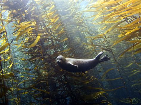 Seal In A Kelp Forest By Kyle McBurnie Photography Fauna Seals