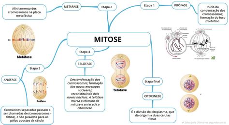 Mapa Mental Sobre Mitose - NAZAEDU