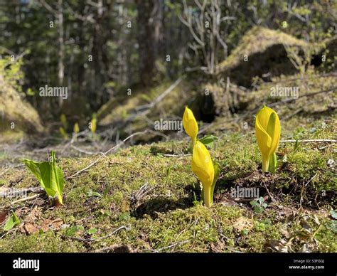 Muskeg hi-res stock photography and images - Alamy