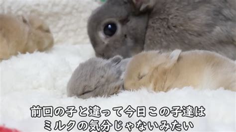 遊び足りない赤ちゃんうさぎを手に乗せたら そのままスヤァする姿に「天使だぁ」「かわいすぎて口に入れたい」 ねとらぼ