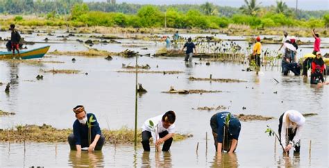 Target Mangrove Rehabilitasi Ribu Hektare Hingga