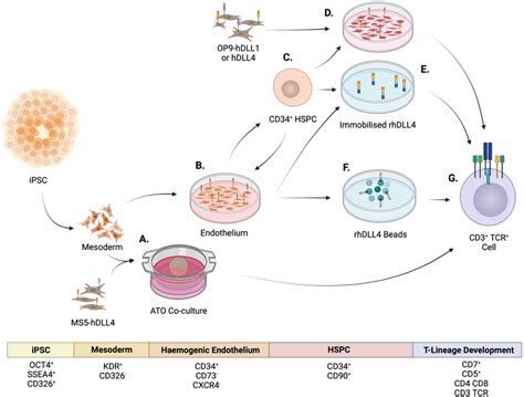 Hematopoietic And Lymphoid Differentiation Of Pscs To T Cells In Vitro