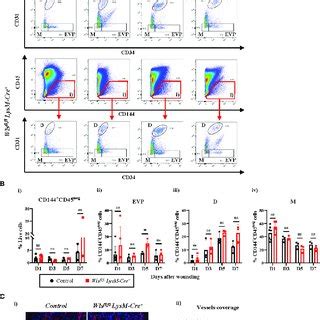 Wls Knockout In Myeloid Cells Does Not Alter Blood Vessel Regenerations