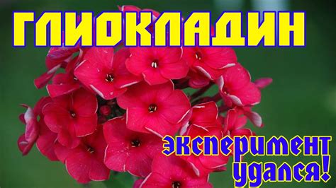 Глиокладин: Средство для лечения растений - YouTube