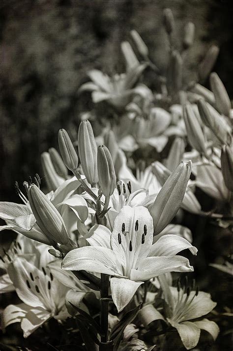 Lilies Black And White Photograph By Susan Mcmenamin Fine Art America