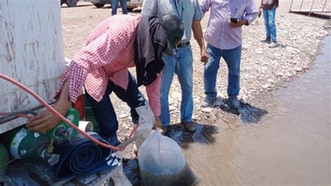 Siembran 300 mil crías de tilapia en presa El Oviáchic SonoraLife