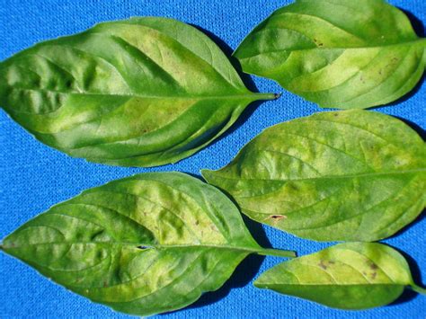 Basil Downy Mildew Cornell Vegetables