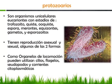 Generalidades De La Parasitologia PPT