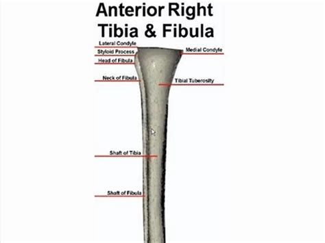 Styloid Process Of Fibula