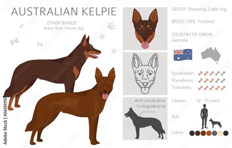 Australian Kelpie all colours clipart. Different coat colors set Stock ...