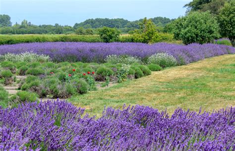 Sequim Lavender Festival And Dungeness Spit In Washington