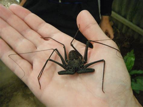 Creepy Crawlies Of Costa Rica Roadschool Warriors Travel Blog