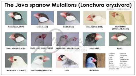 Java sparrow Mutations chart. ( Lonchura oryzivora )