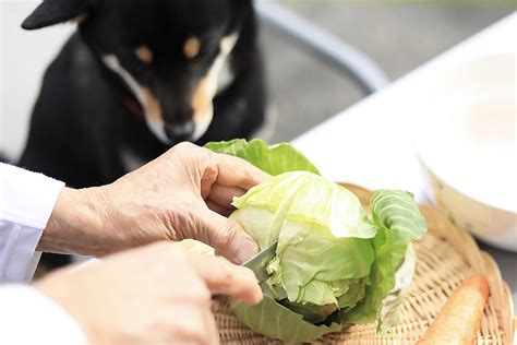 愛犬のための手づくりごはん3「庭採れ春キャベツと鶏胸肉の具沢山スープ」 Gardenstory ガーデンストーリー