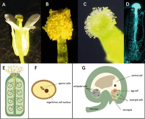 Reproductive Strategies Of The Female Gametophyte Intechopen