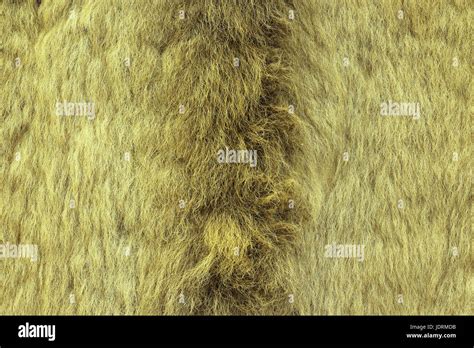 Pelo De Animal Con Textura Fotografías E Imágenes De Alta Resolución