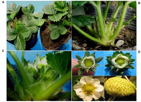 Frontiers Over Expression Of Ejlfy 1 Leads To An Early Flowering Habit In Strawberry Fragaria